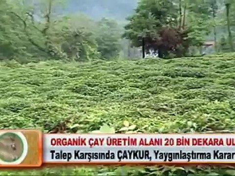 ORGANİK ÇAY ÜRETİM ALANI 20 BİN DEKARA ULAŞTI 13.04.2012