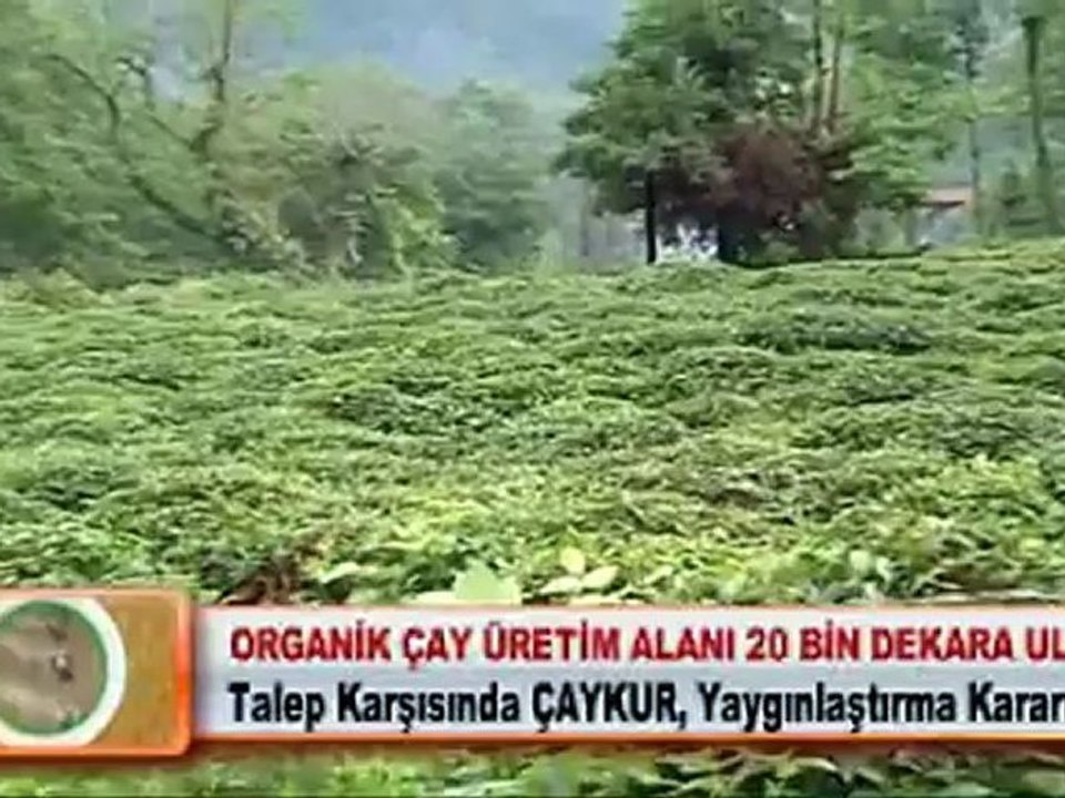 ORGANİK ÇAY ÜRETİM ALANI 20 BİN DEKARA ULAŞTI 13.04.2012