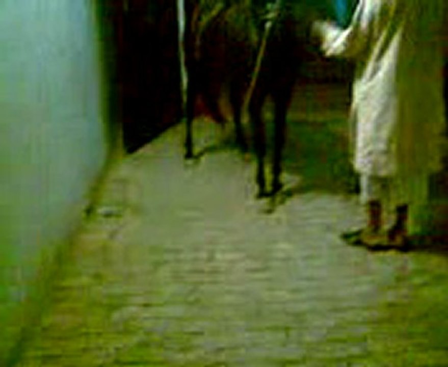 horse daNCING