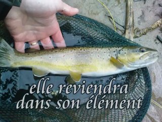 truite fario 40 cm