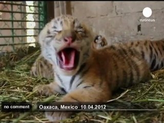 Un tigre du Bengal et un tigre de Sibérie... - no comment