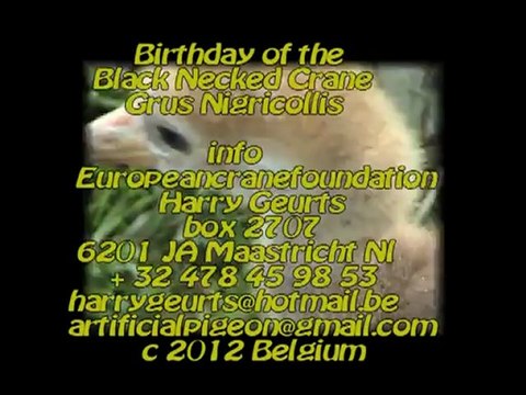 Birthday of the Black Necked Crane-grus Nigricollis by Europeancranefoundation Harry Geurts 2012