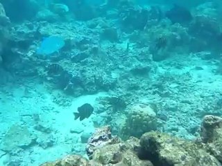 Moorea avril 2012 027