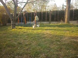 Heidi découvre l'agility