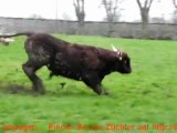 Mise en herbe 2012 des vaches Salers à l'élevage VINCENT PESCHER EARL en Livradois