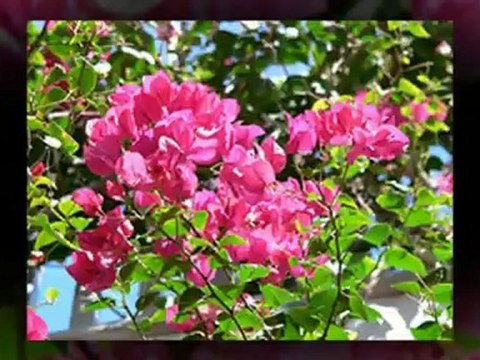 Top Miami Neighborhood: Beautiful Village of Miami Shores