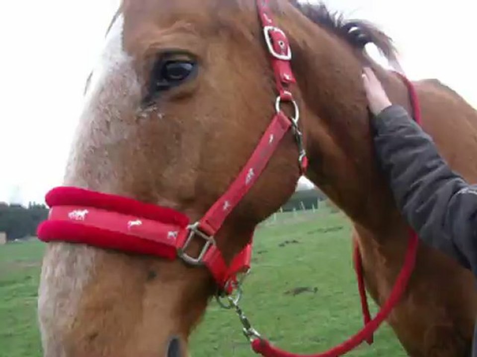 Fandango marche et trotte à pied