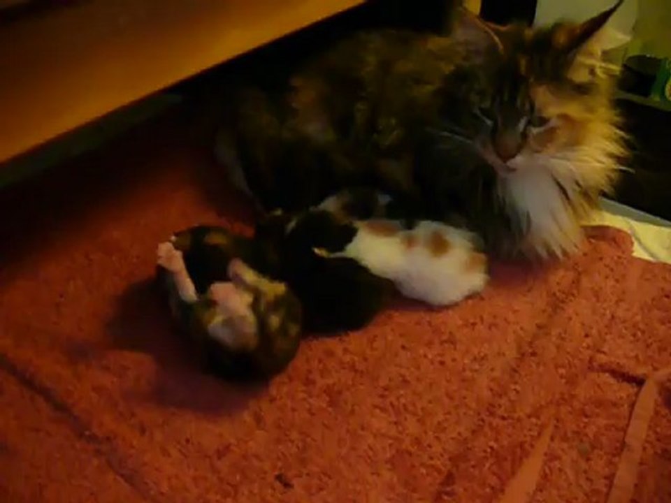 Chatons 14042012