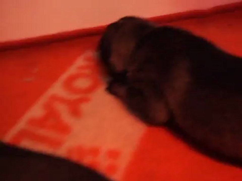 Bébés Elena