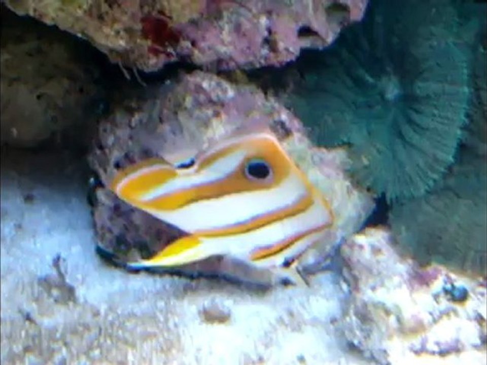 Petit montage de mon aquarium eau de mer avant.