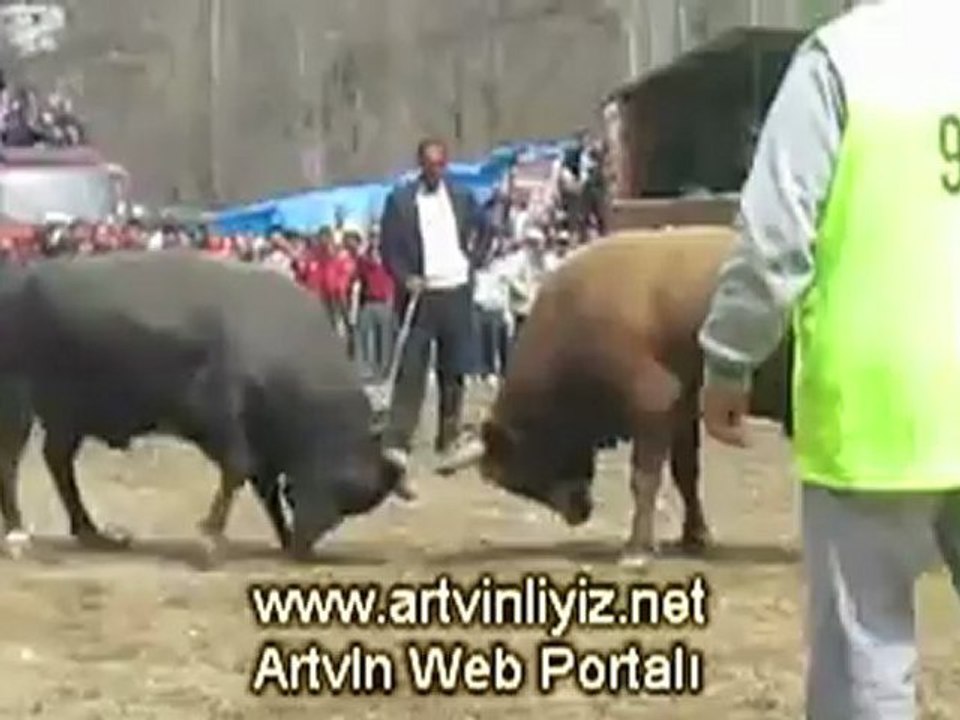 17.Sarıgöl Boğa Güreşleri 2012-Ayak Final Güreşi Video