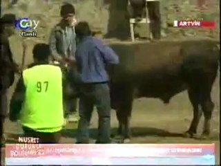 17.Sarıgöl Boğa Güreşleri 2012-Küçük Orta Güreşleri/www.artvinliyiz.net
