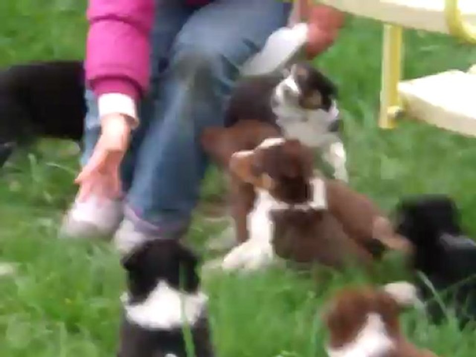 CHIOTS 5 SEMAINE FEELING + VIAUR