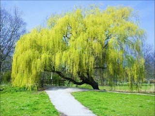 FARUK TINAZ O AĞACIN ALTI