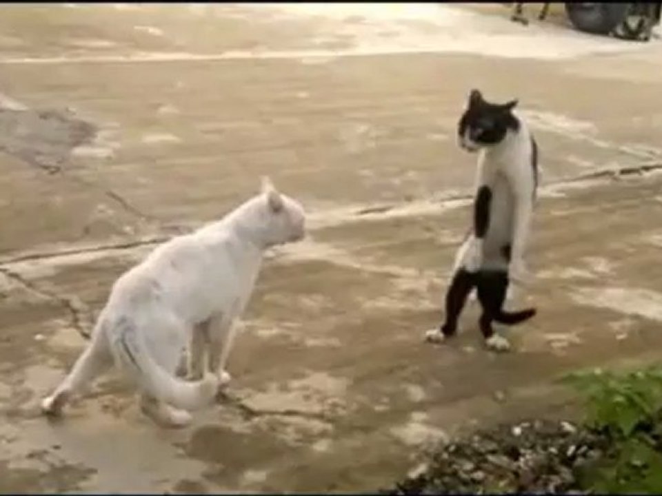 Matou Bruce Lee