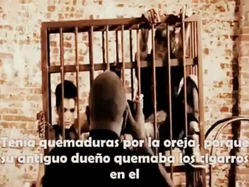 Making of PETA Campaign with Bill and Tom Kaulitz (Sub.Español)