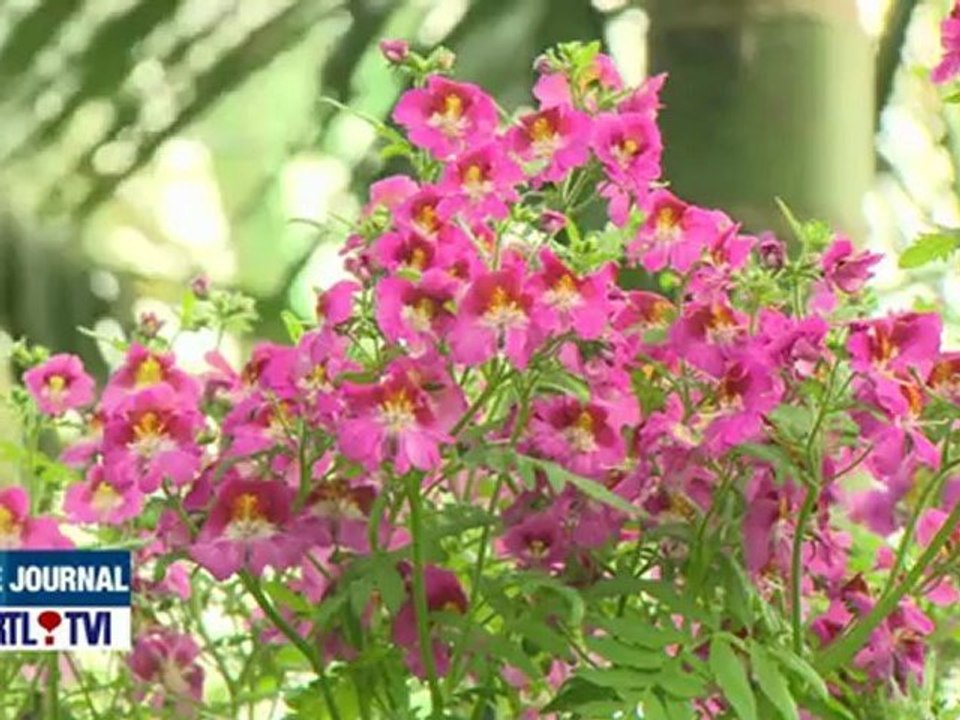 Ouverture au public des Serres Royales de Laeken.