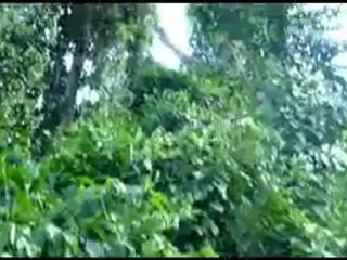 Pygmy harp - la harpe pygmee