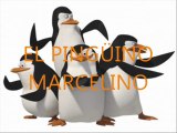 PINGÜINOS Y MÁS