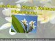Plant Nutrients – Part 1 – The Benefits of Bone Meal And Phosphorus For Plumeria Plants And Plants In General