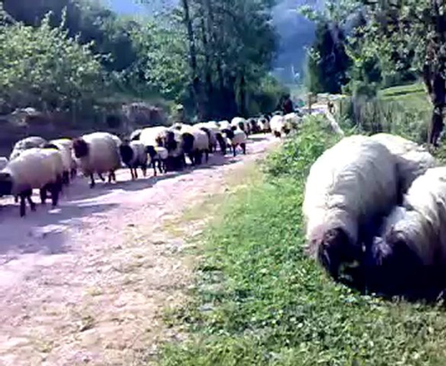 yaylaya göç