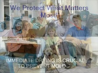 Mold, What Does Mold Look Like?  Flood Doctors San Diego