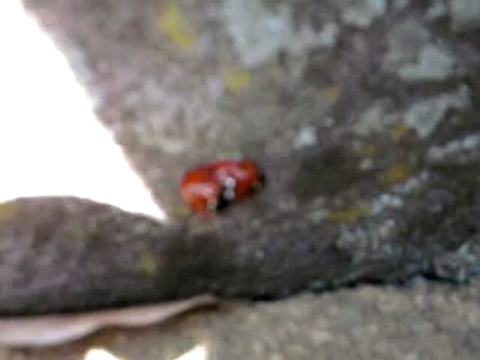 L'amour des coccinelles