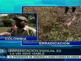 Colombia: erradicación manual de cultivos de coca