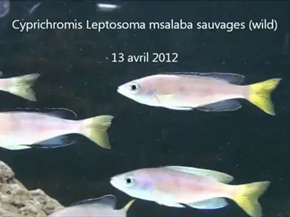 2012-04-14 - Cyprichromis leptosoma msalaba - Arrivée