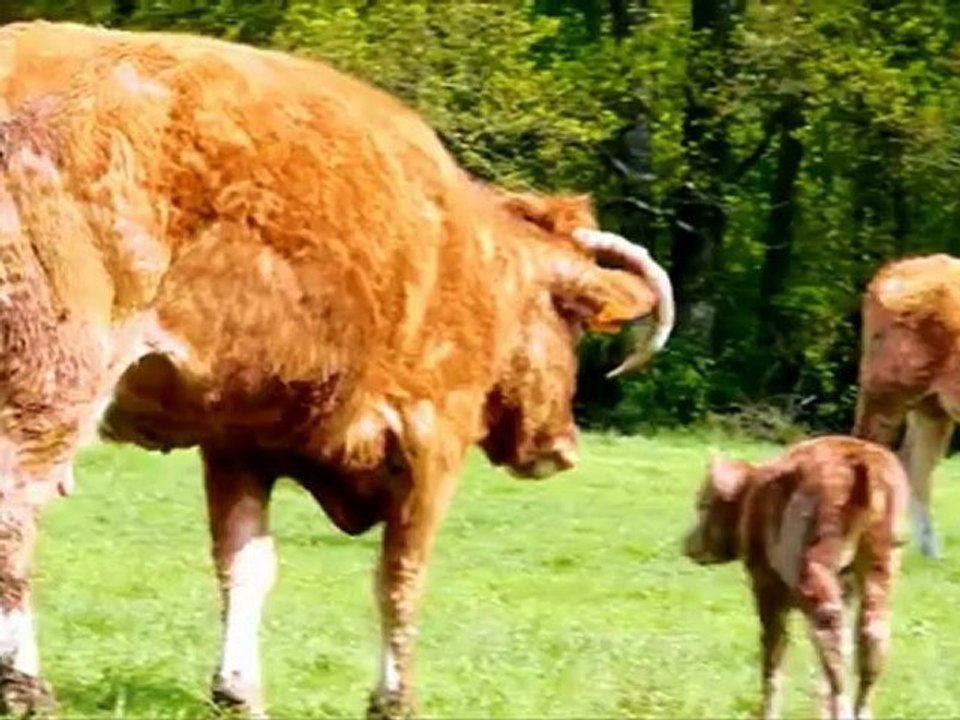 Premiers pas première tétée d'un petit veau