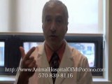 Mt Pocono Veterinarian on Pet’s Broken Tooth