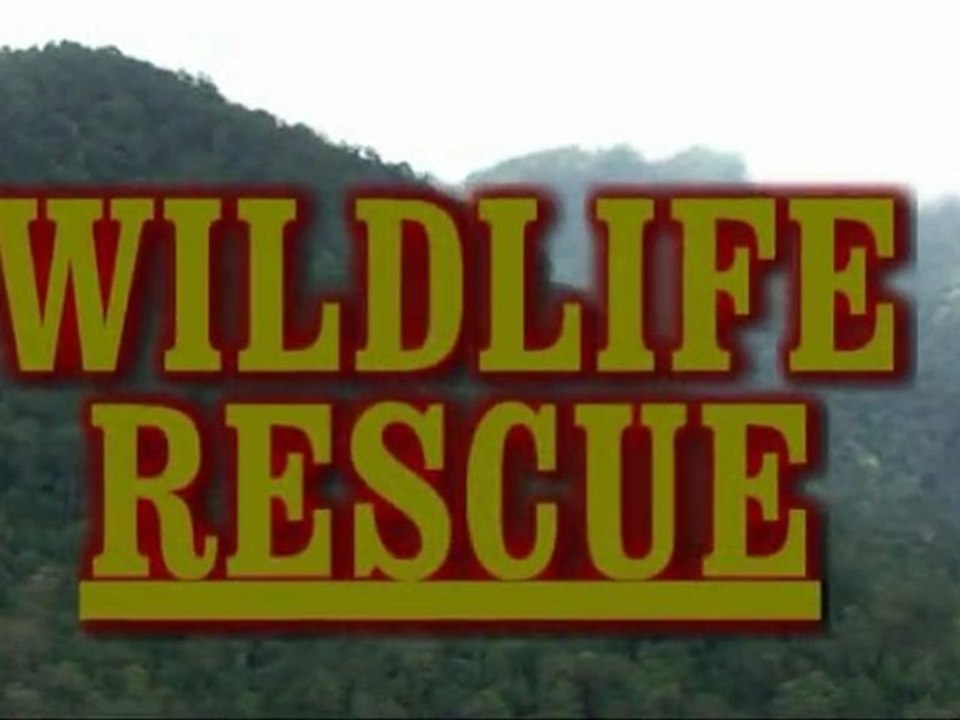 Intro serial "Widlife Rescue"