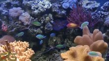 В Воронежском океанариуме