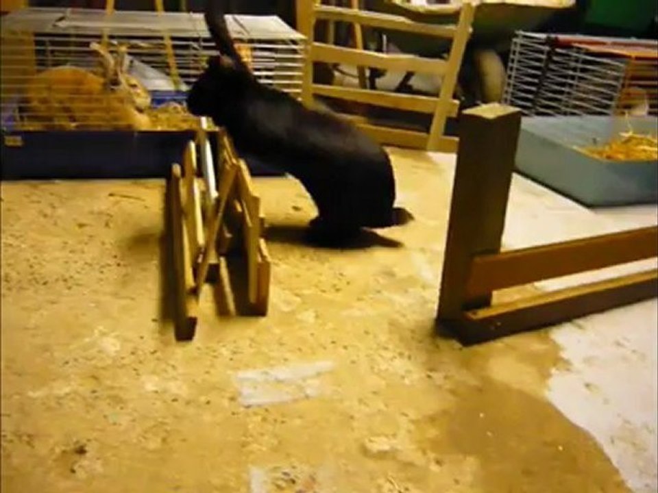 Krümble fait du Kaninhop - Lapin Saut d'Obstacle