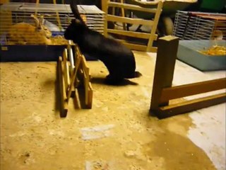 Krümble fait du Kaninhop - Lapin Saut d'Obstacle
