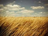 Fields of Gold  Sting  Eva Cassidy cover