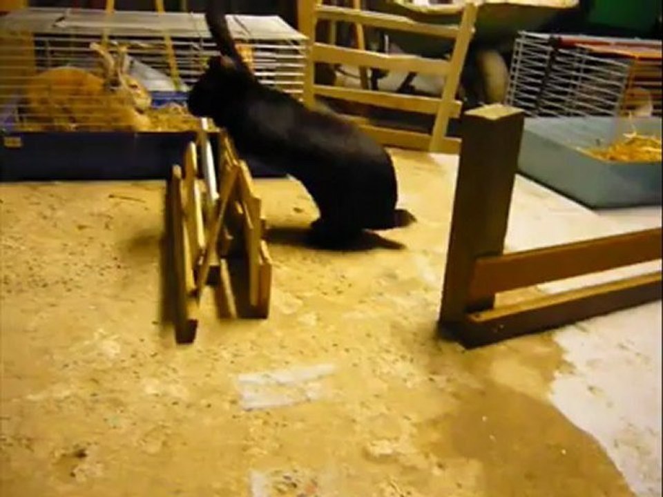 Krümble fait du Kaninhop - Lapin