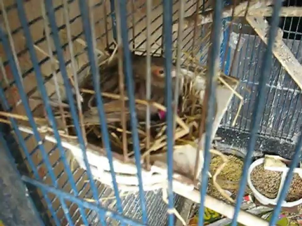 Des bébés yeeesssss
