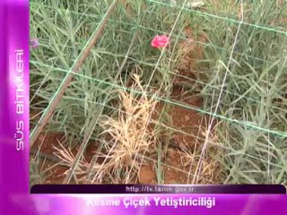 Kesme Çiçek Yetiştiriciliği