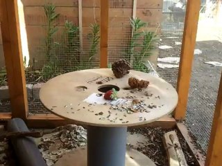 snickers écureuil du japon