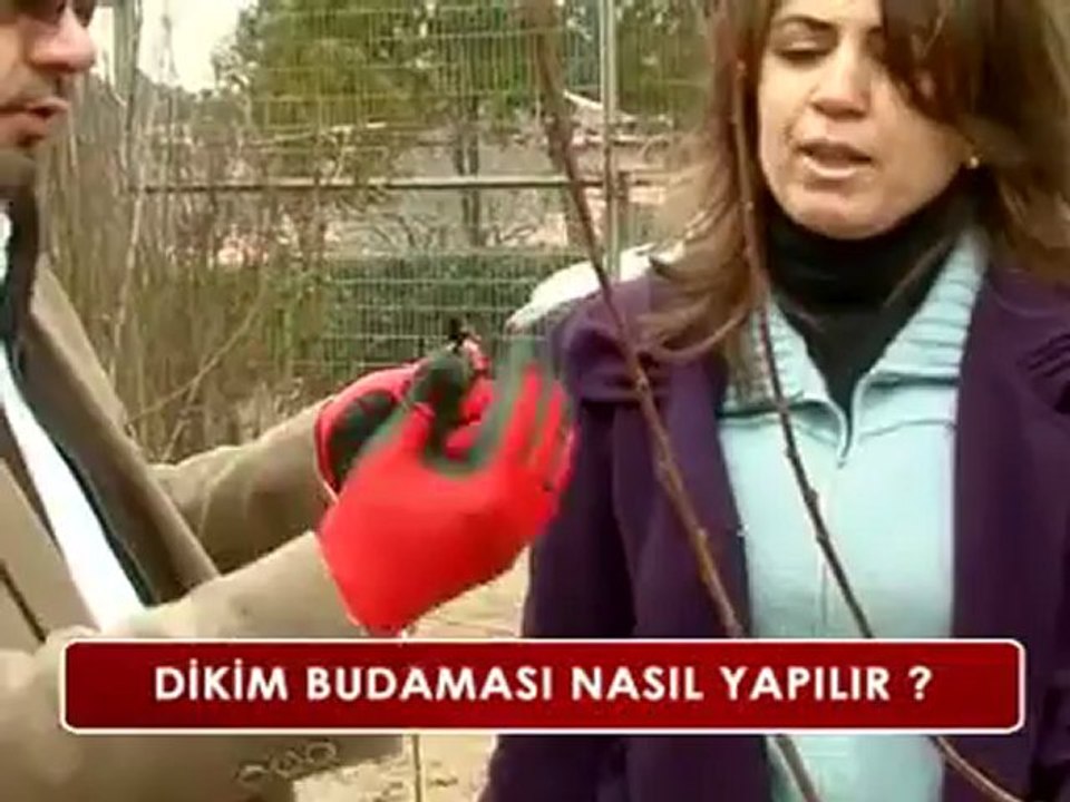 Meyve Ağaçlarında Budama (1/2)