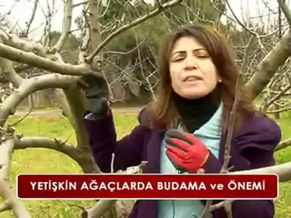 Meyve Ağaçlarında Budama (2/2)