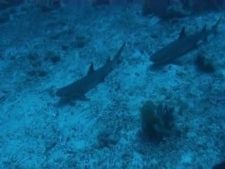 requin pointe blanche