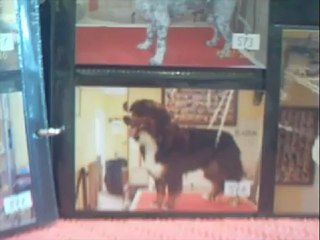 SALON TOILETTAGE REGARD CANIN BABA