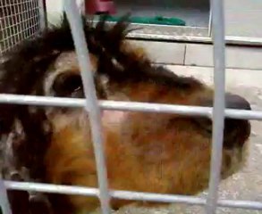 Petits cockers arrivés au refuge atteints de démodécie