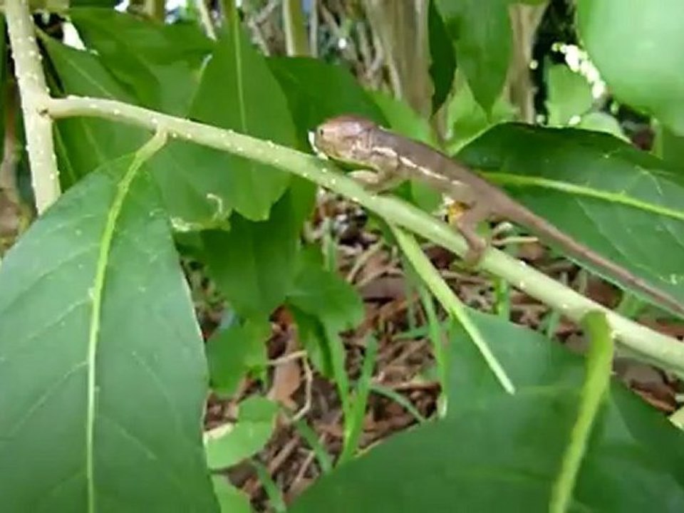Premiers pas d'un bébé endormi ( caméléon ) Réunion