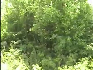 katar katar turna geçer...