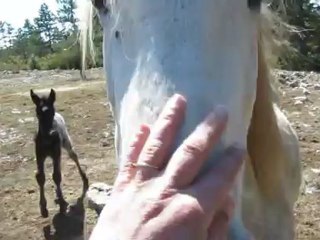 coyotte et sa mamoune