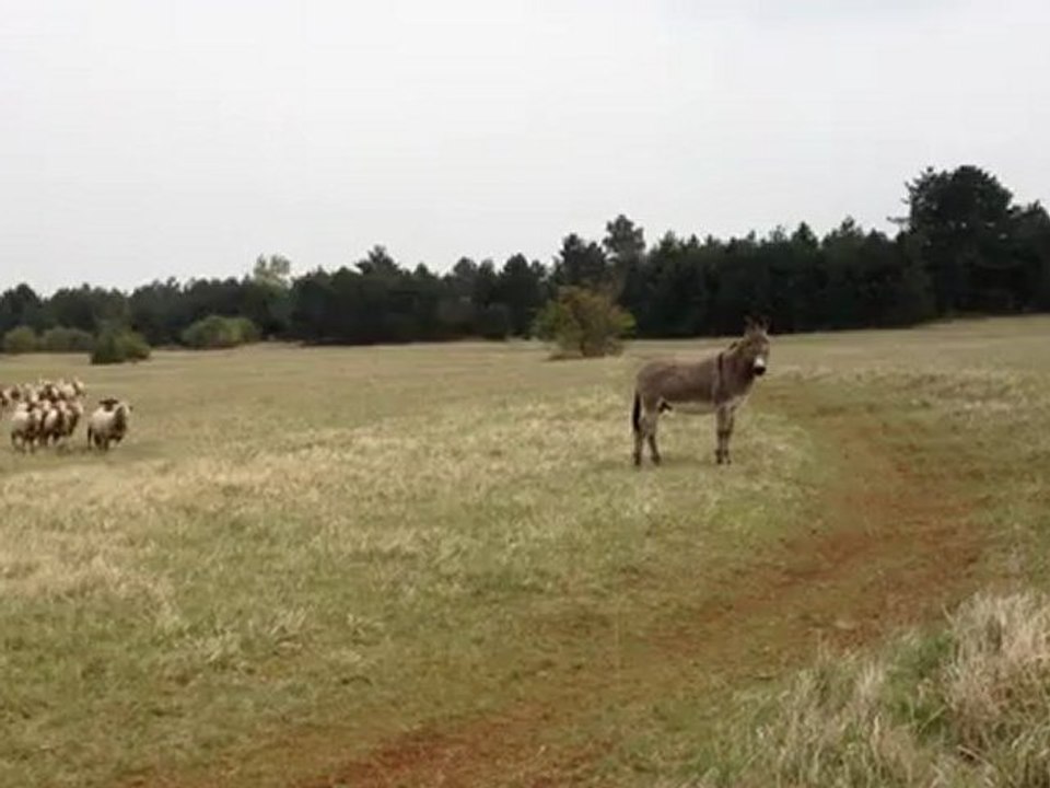 L'âne et les moutons
