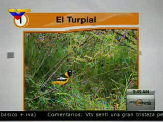 (VÍDEO) Las cinco aves más representativas de Venezuela 13.04.2012